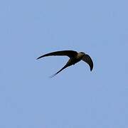 African Palm Swift