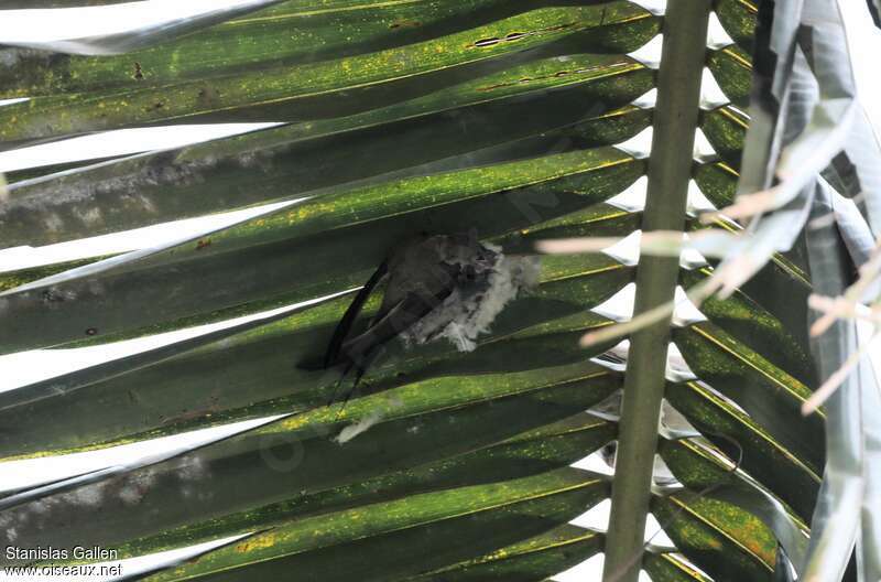 African Palm Swift, Reproduction-nesting