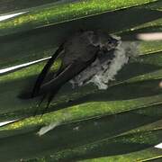 African Palm Swift