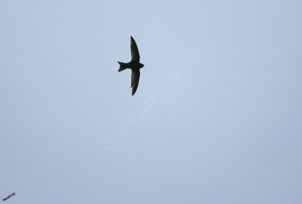 African Black Swiftadult, Flight