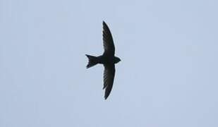 African Black Swift