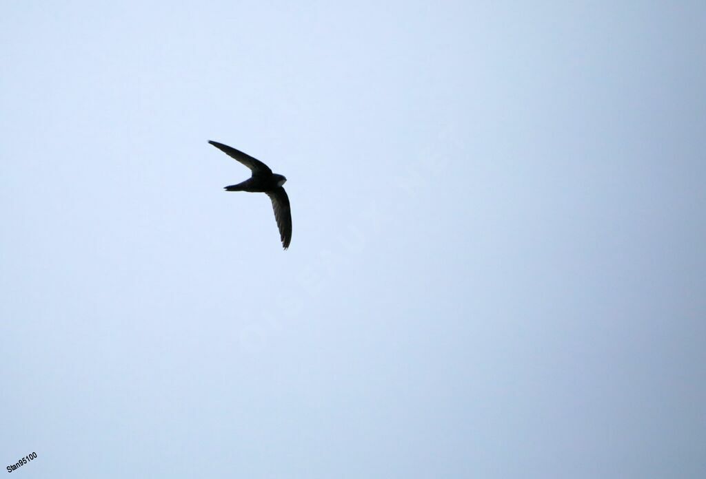 African Black Swiftadult, Flight