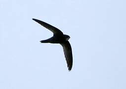 African Black Swift