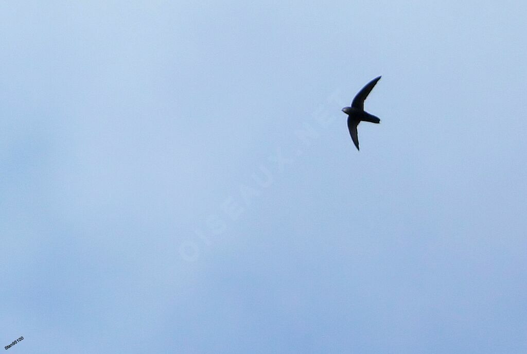 Costa Rican Swiftadult, Flight