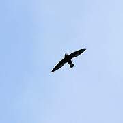 White-throated Needletail