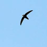 House Swift