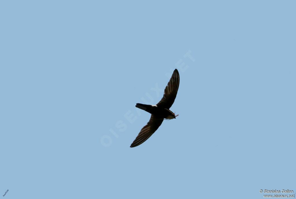 House Swiftadult, Flight, fishing/hunting