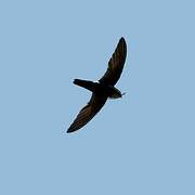 House Swift