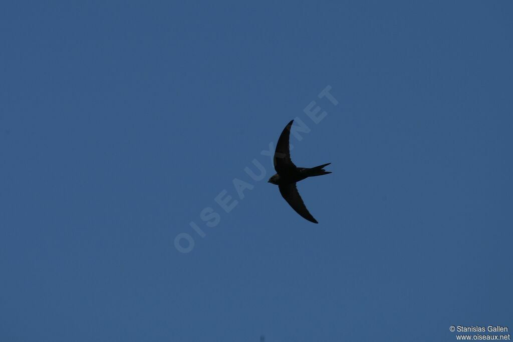 Common Swiftadult breeding, Flight