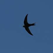 Common Swift