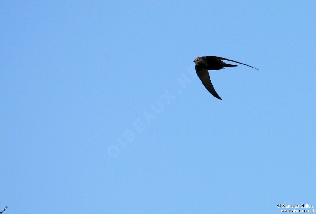 Common Swiftadult breeding, Flight