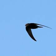 Common Swift