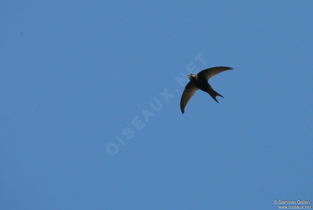 Common Swiftadult breeding, Flight