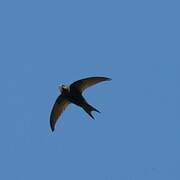 Common Swift