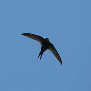 Common Swift