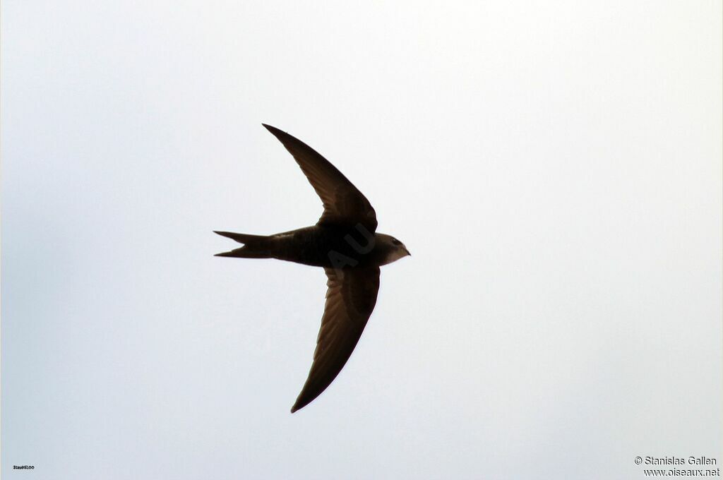 Common Swiftadult, Flight