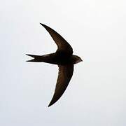 Common Swift