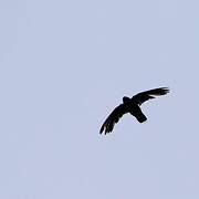 Chimney Swift