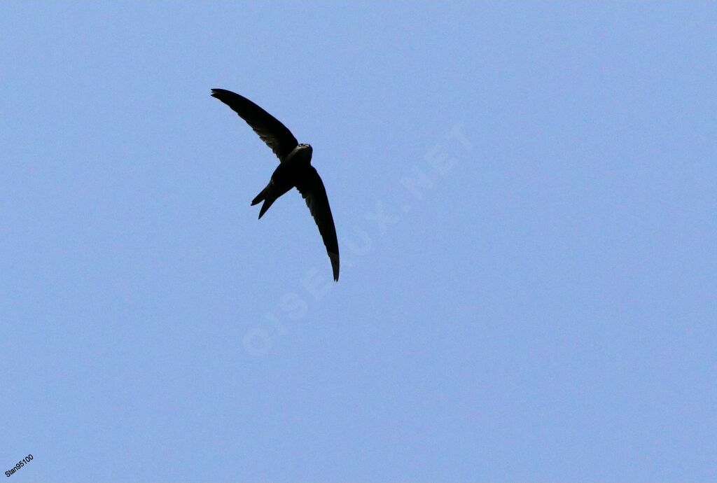 Plain Swiftadult, Flight