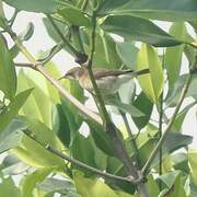 Brown-backed Honeyeater