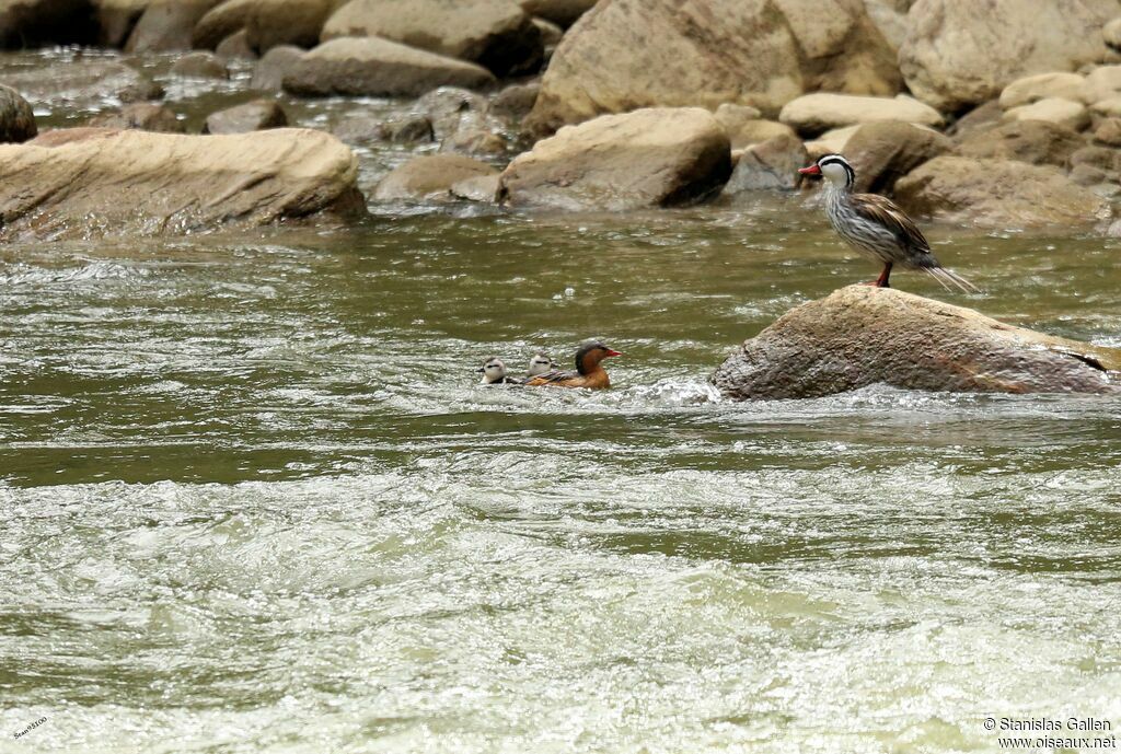 Torrent Duck, swimming