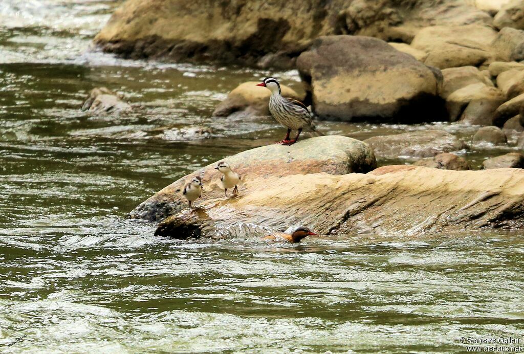 Torrent Duck, swimming, walking