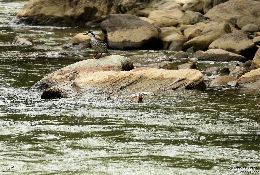 Torrent Duck, swimming, walking