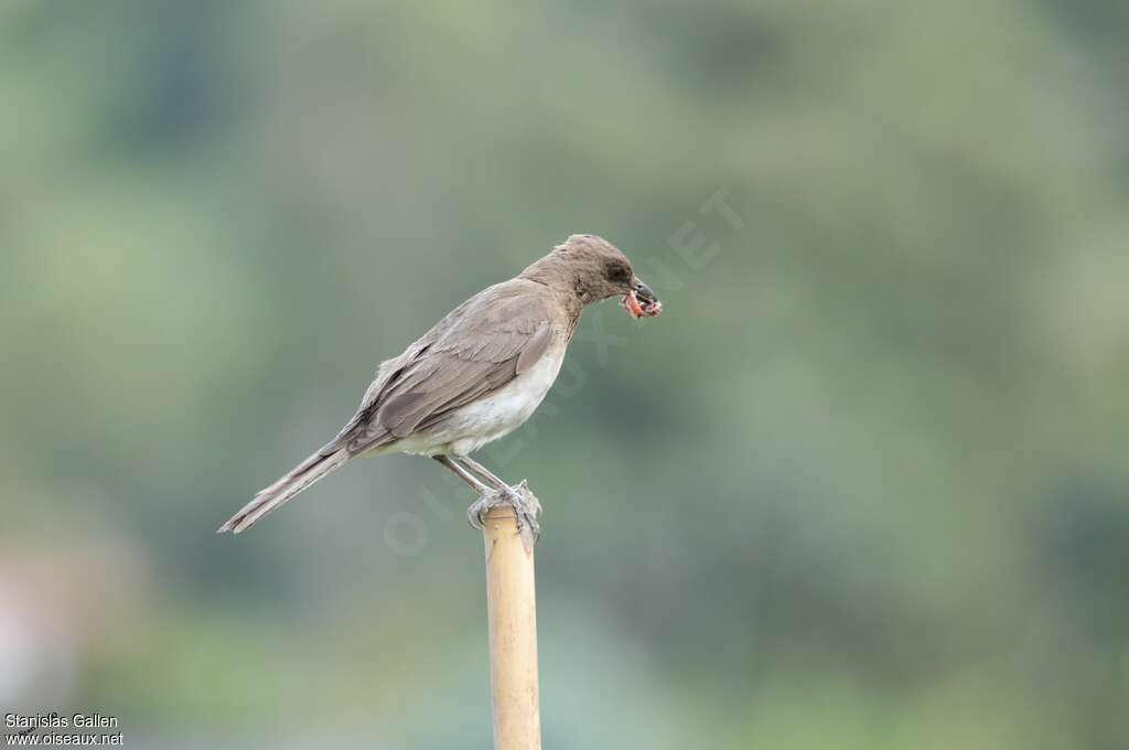 Black-billed Thrushadult, pigmentation, feeding habits, Reproduction-nesting