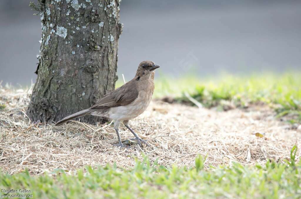 Black-billed Thrushadult, habitat, pigmentation