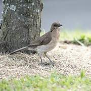 Black-billed Thrush