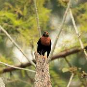 Rufous-collared Thrush