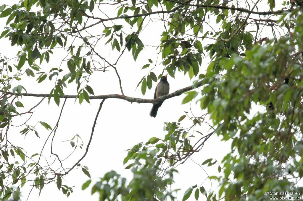 Black-hooded Thrush male adult breeding