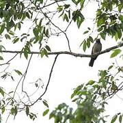 Black-hooded Thrush