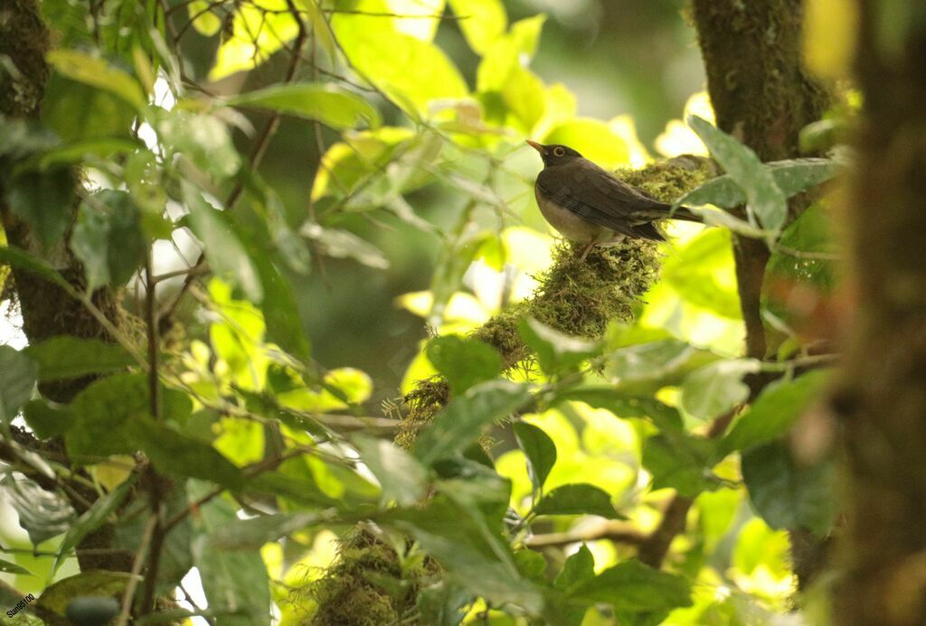 White-throated Thrush male adult