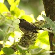 White-throated Thrush