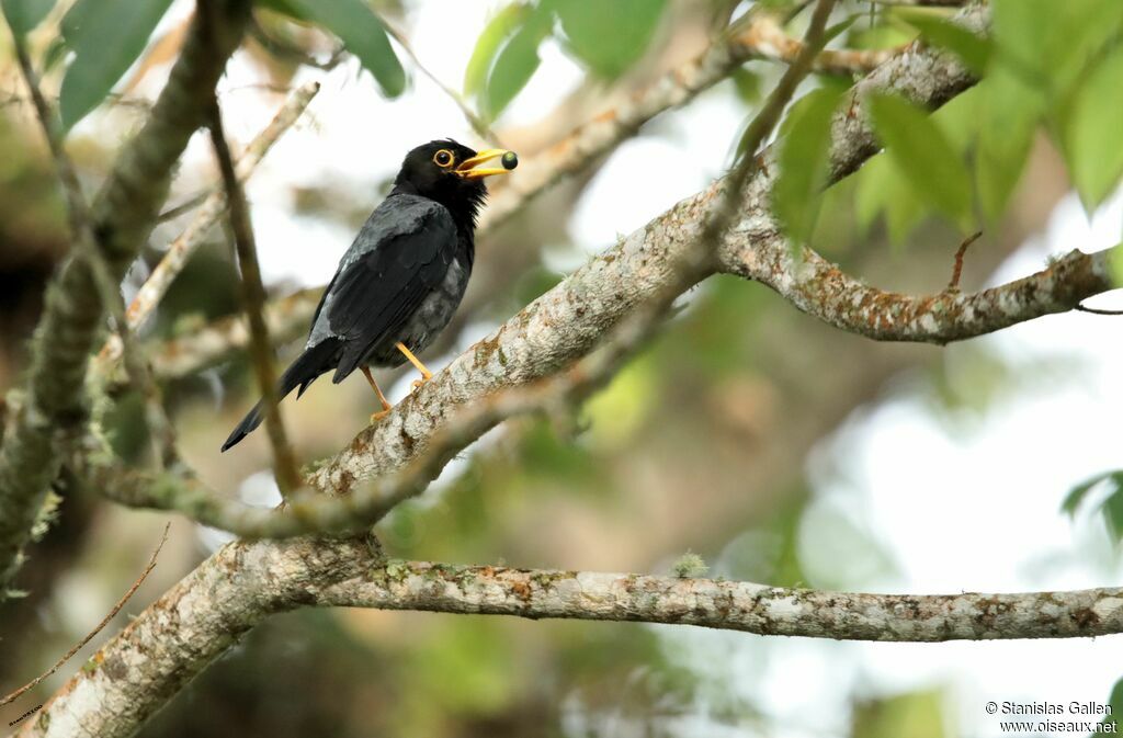 Yellow-legged Thrush male adult breeding, eats