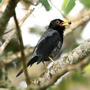 Yellow-legged Thrush