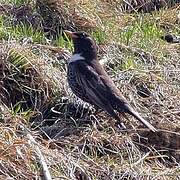 Ring Ouzel