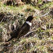 Ring Ouzel