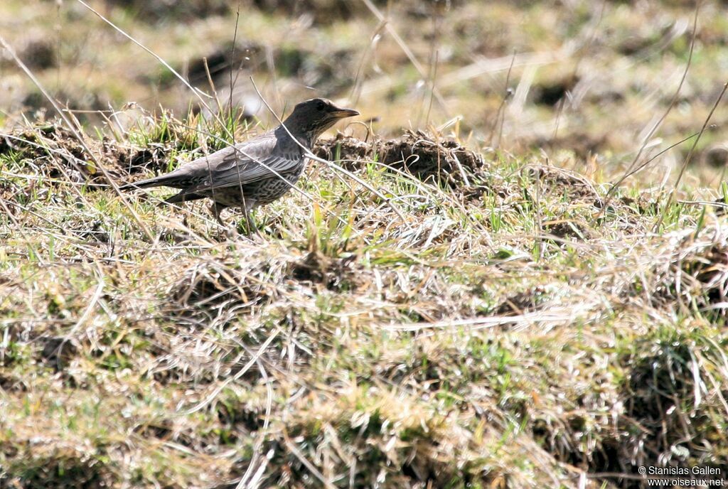 Ring Ouzel female adult breeding, walking