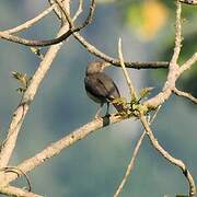 African Thrush