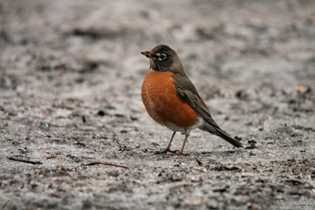 American Robin male adult post breeding