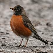 American Robin