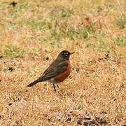 American Robin