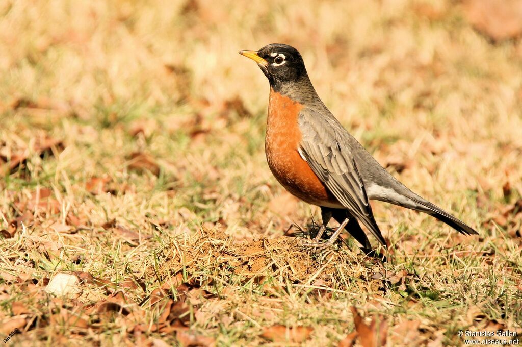 American Robinadult post breeding