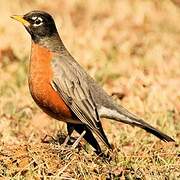 American Robin