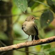 Ecuadorian Thrush