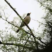 Plumbeous-backed Thrush