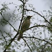 Plumbeous-backed Thrush