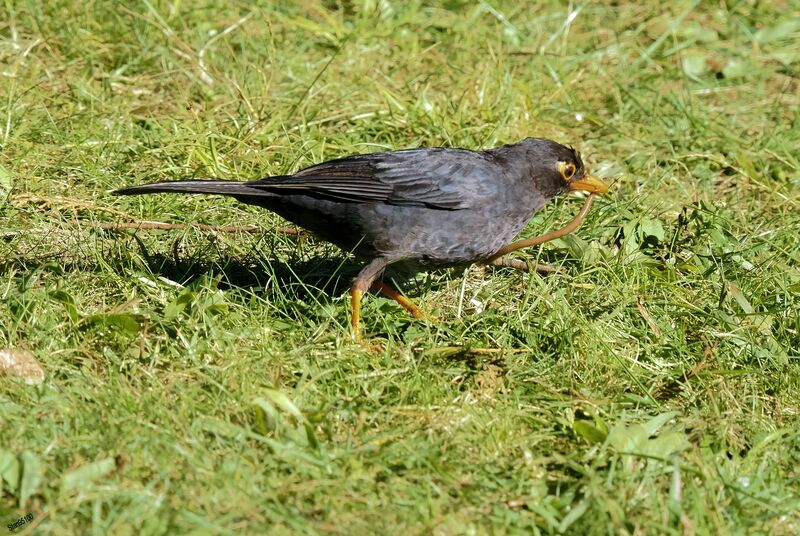 Indian Blackbird male adult, fishing/hunting, eats
